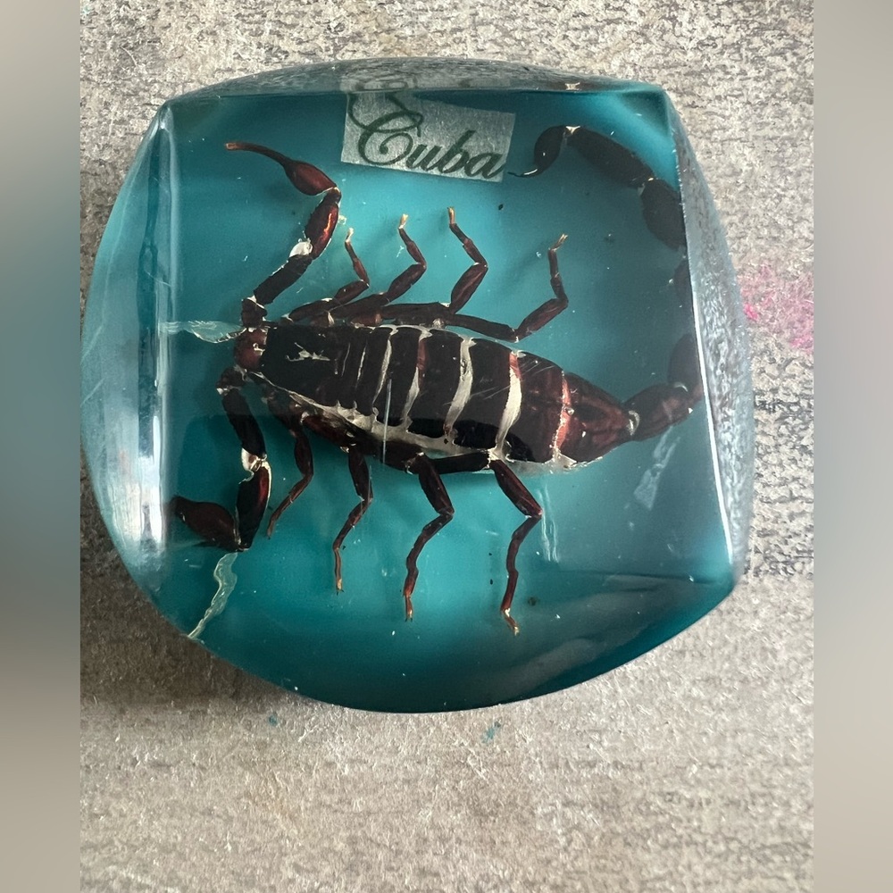 Real SCORPION ALACRAN EPOXY Handmade